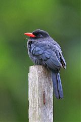 Black-fronted Nunbird